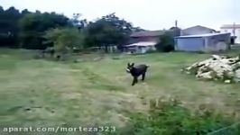 Funny Screaming Donkey