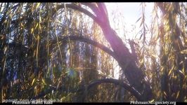 Weeping willow fall