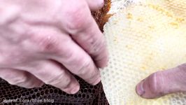 Beekeeping with Cody 2016 Installing bees