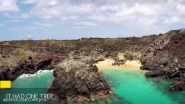 Once This Island Had Just One Tree—Look at It Now  National Geographic