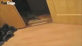 Cat Drifting 