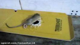 Glue Trap For Rats The Worst Thing That Ever Exists