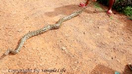 Wow Amazing Two Brother Catch Big Snake on the Road While Walking