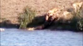 Big Battle Water Buffalo vs Giant Lion ► Real Fight 対動物アフ Worlds Biggest