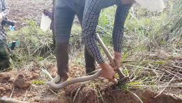 OMG Amazing Brave Man Catch big Cobra Snake in Hole  How To Dig and Catch Sn