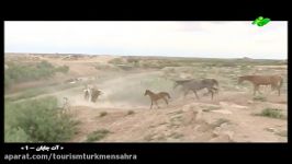اسب های ترکمن صحرا