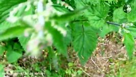 How To Make Nettle Tea  آموزش درست کردن چای گزنه