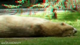 POLAR BEAR DREAMING  3D HD VIDEO 1 red and blue cyan glasses.