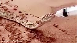 ویدیوی جذابی آب دادن به مار تشنه در کویر خشک