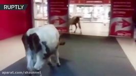 Looking for good deals Cows stroll into mall in Russia