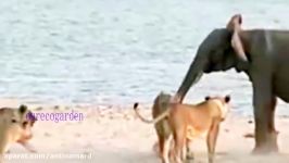 شکار بیرحمانه حیرت انگیز فیل بالغ توسط گله شیرها