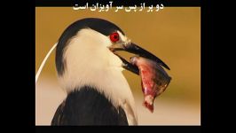 کلیپ تماشایی حواصیل شب Nycticorax nycticorax در استان گیلان