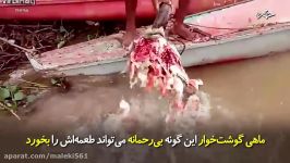 ماهی گوشت خوار این گونه بی رحمانه می تواند طعمه اش را بخورد