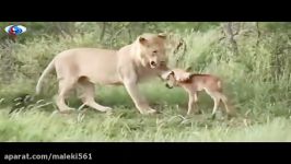 رفتار مادرانه شیر بچه گوزن تنها Maternal behavior in lion with baby deer on