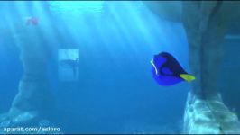 Finding Dory Craziness  Dory Best Moments HD 1080