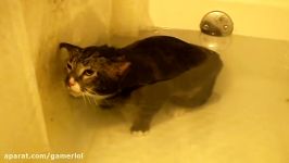 Cat Meows Underwater ORIGINAL VIDEO