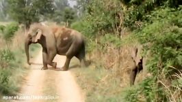 حمله حیوانات وحشی به انسانحمله وحشتناک فیل به انسان