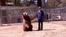 حمله حیوانات وحشی به انسانحمله وحشتناک خرس به مرد جوان