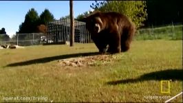حمله حیوانات وحشی به انسانحمله وحشتناک خرس به مرد جوان