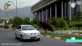 ترانه طنز  فردا تو میایی