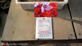 How to Grow Saffron From Seeds  Saffron Bulbs  Kesar Plant Seeds  October 2016urduhindi