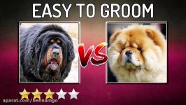 Tibetan Mastiff vs Chow Chow