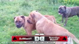 Bull mastiff vs Neapolitan Mastiff نبرد غول ها