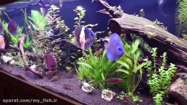 Discus Fish Care  Tank Size Food