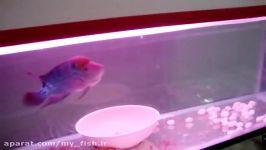 Flower horn attacking gold fish......weak hearted dont watch