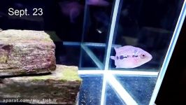 How to Grow Flowerhorn Hump Kok Head  1 Year Growth