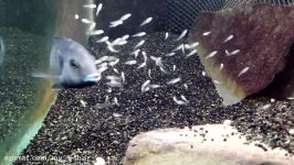 African cichlid fish releasing fry from mouth