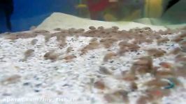 Convict Cichlids with tons of Fry spawn and moving them