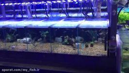 Which fish can you mix with African Cichlids