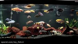 10 Minutes of an African Cichlid Fish Tank