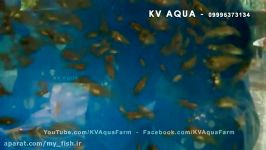 Oscar Fish Breeding  Eggs Hatching  Babies  Food