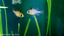 German Blue Ram Courtship and Spawning Behavior