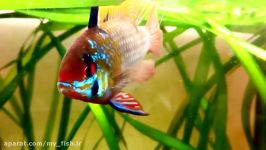 Breeding Blue Ram Cichlid