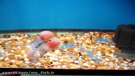 baby flower horn fish