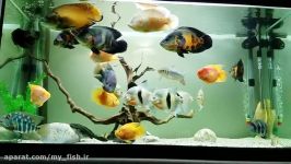 Oscar fish aquarium 82016 750L 1.5m