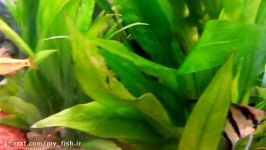 How To Breed Angelfish Plus Raise Fry