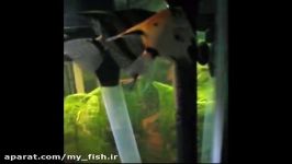 Breeding Freshwater Angelfish