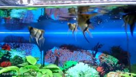 5 TIPS on breeding angelfish