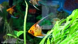 How to care for angelfish