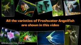 All The Varieties of Freshwater Angelfish is Shown in This Video  Angel Fish Aquarium