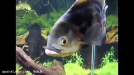 12 Different Types of OSCAR fish