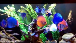 How to care for discus fish