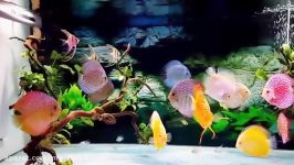 Discus Fish Secrets Discus Fish Care And Breeding NEW 2016