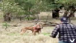 حمله کانگورو به سگ شکارچی دعوای کانگورو انسان