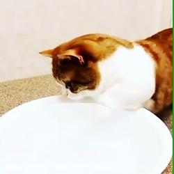 گربه ملوس خوشگل در حال آب بازی
