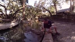 Extraordinary gator feeding frenzy in 360